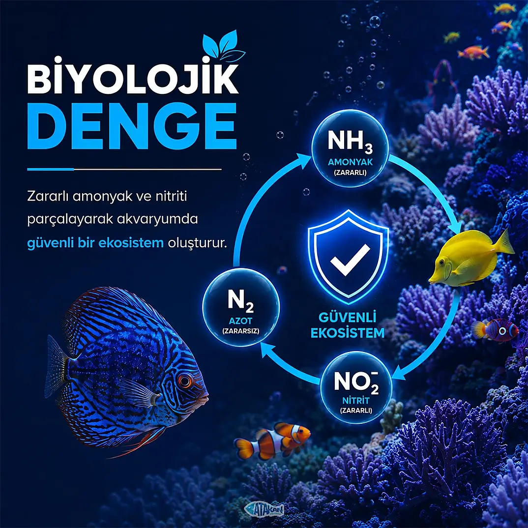 Bacteria Bakteri Düzenleyicisi 100 ML - 2